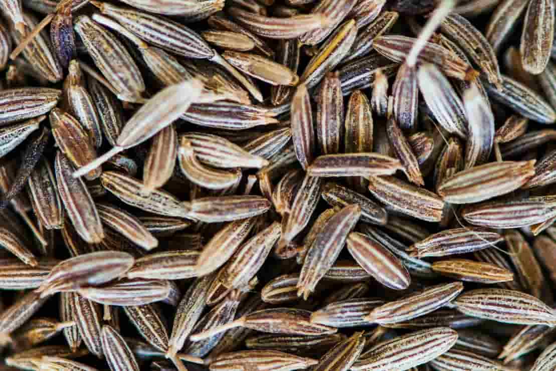 تصویر 4 از زیره سبز با عطر طبیعی و طعمی ماندگار برای آشپزی اصیل